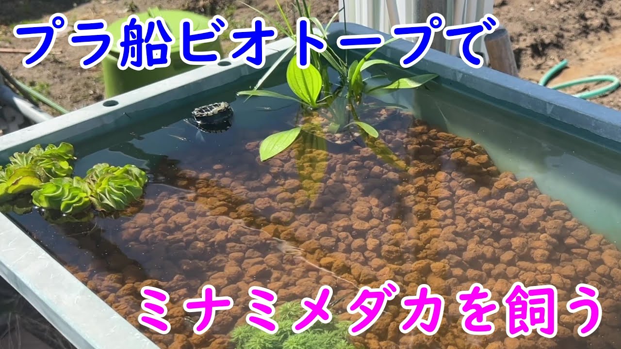【めだか】プラ船でビオトープを楽しもう！ミナミメダカを泳がせてみた。Ｂ型おやじ