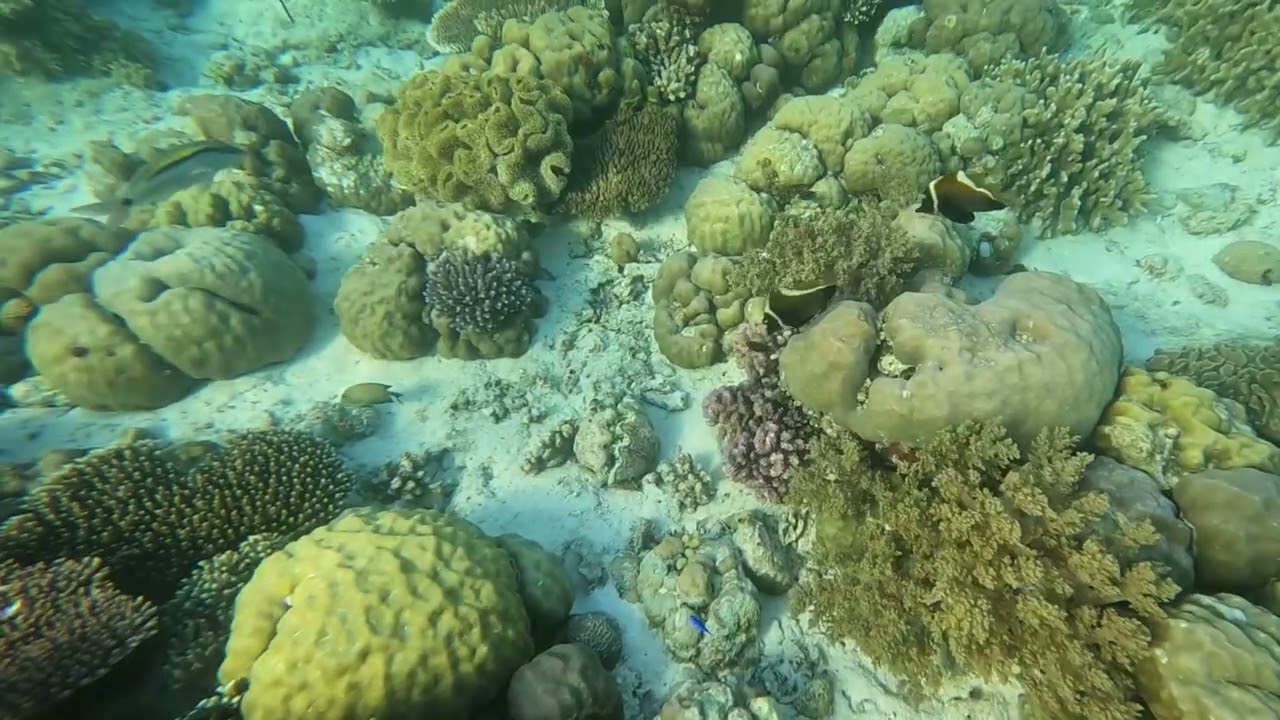 Couples and schools 5