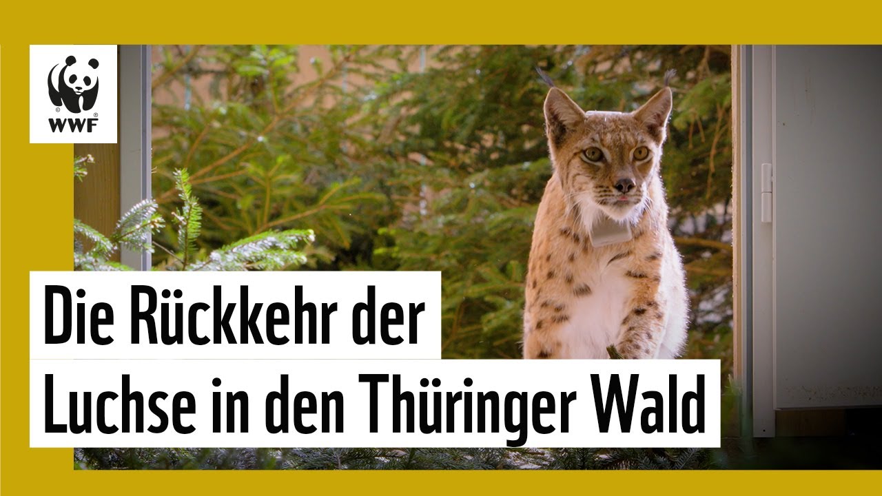 Europas Luchse vernetzen! - Projektfilm: Luchs Th&uuml;ringen