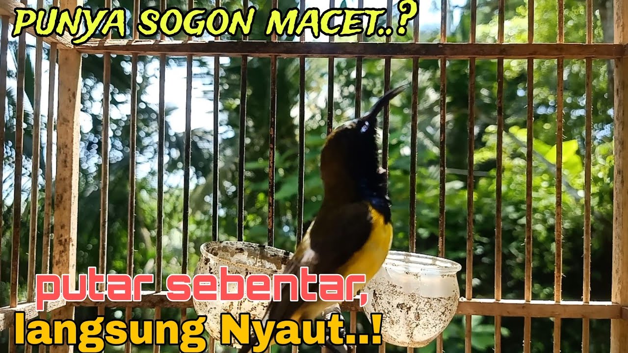 Kolibri sogok ontong/sogon gacor_pancingan sogon bahan agar cepat bunyi