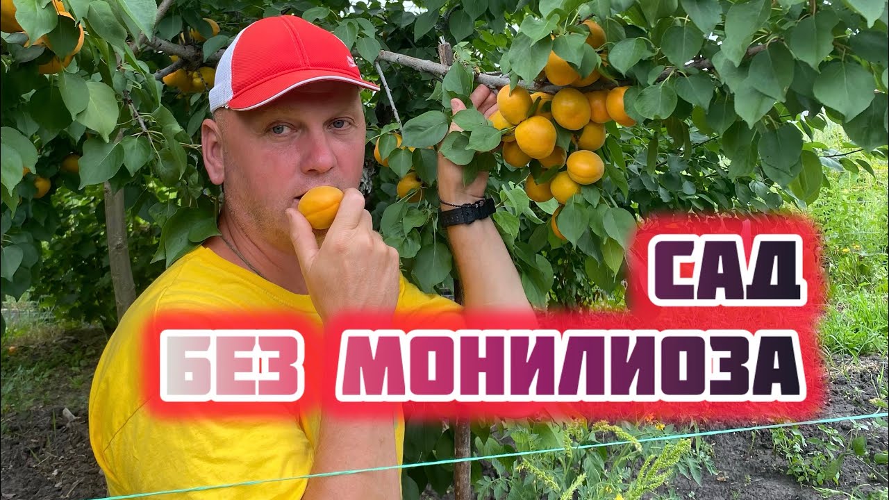 Когда?Чем?Обрабатывать абрикос.Схема защиты на сезон.