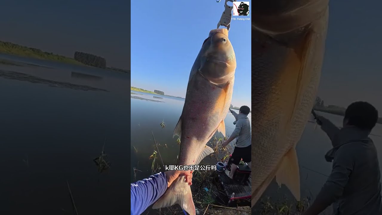 Câu Đài | Đụng độ cá mè khủng bo quá phê | Fishing Chill