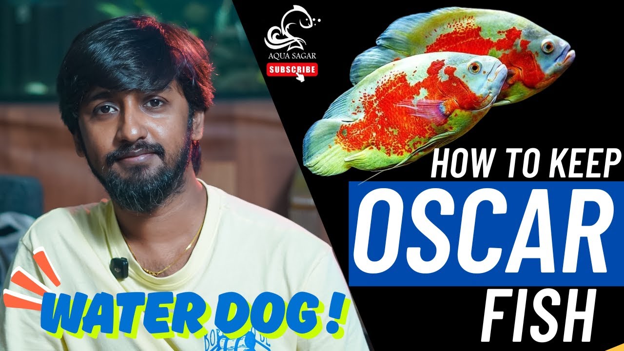 Oscar মাছ কিভাবে রাখবেন? | How to Keep Oscar Fish | Bengali Aquarium Guide