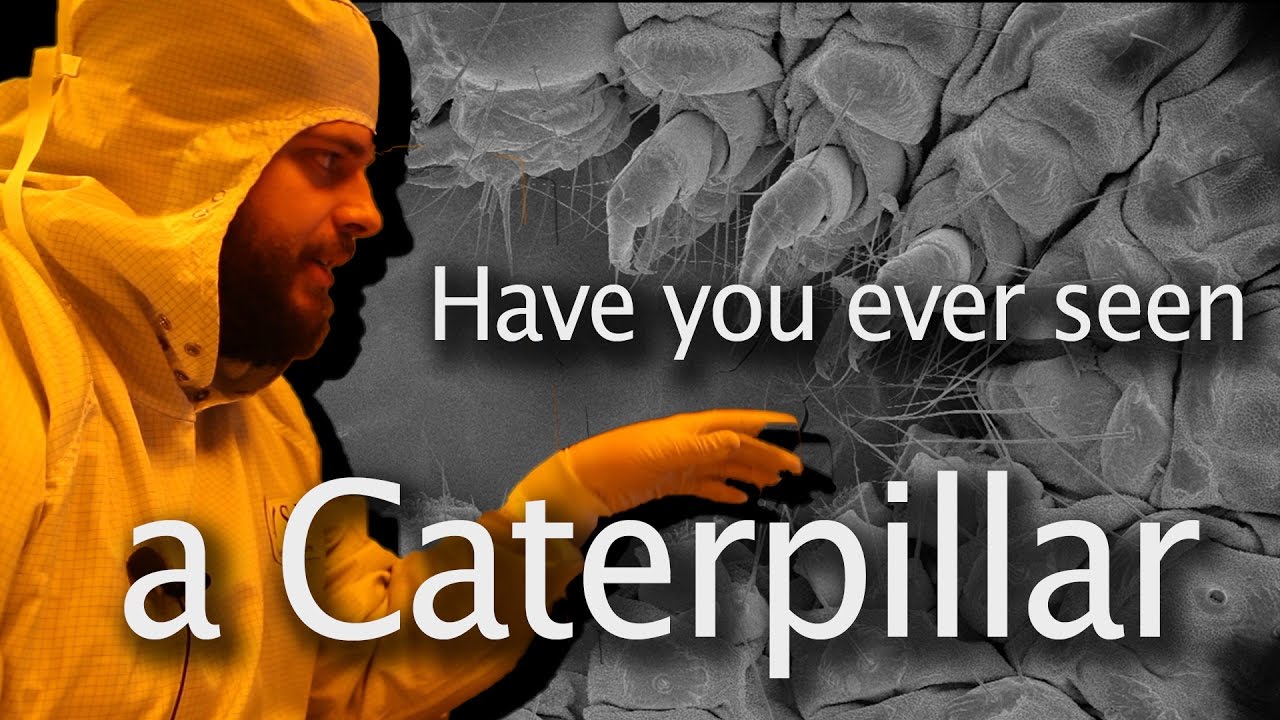 What does a caterpillar look like through an electron microscope?  - Have you ever seen #2