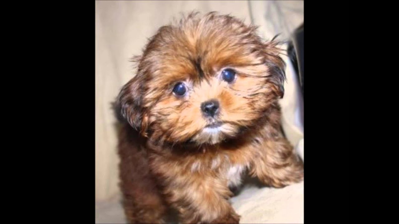 Watch a Shorkie puppy grow :-)