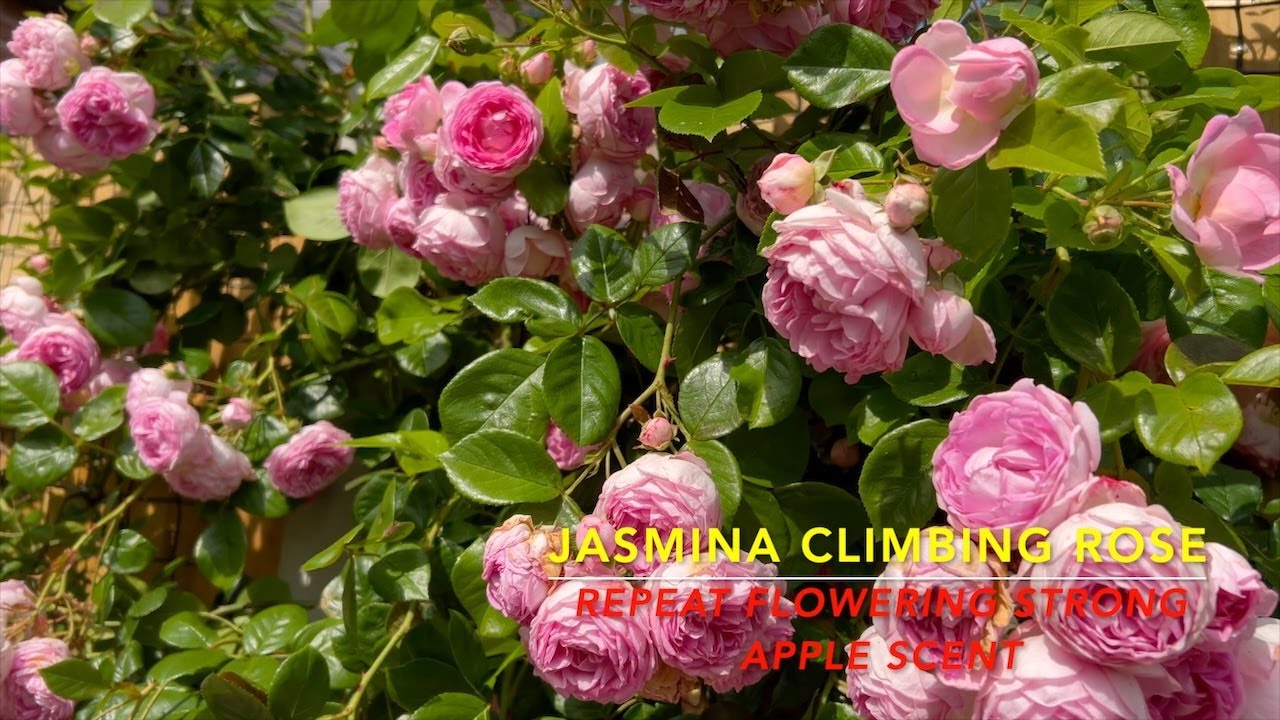 Jasmina's Journey: From Training to Triumphant Bloom! 🌹 repeat flowering climbing rose
