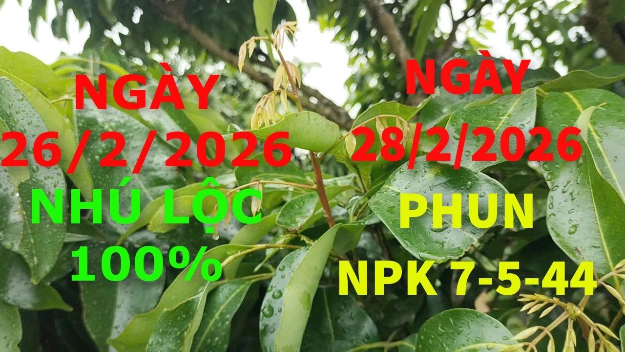 Phun NPK 7-5-44 lần 2 vườn vải Thanh Hà.
