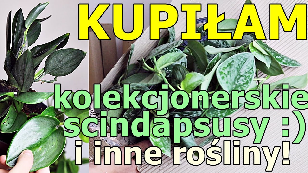 Unboxing pod znakiem scindapsusa i hoyi | PLANT HAUL z Zagajnik.pl #kolekcjonerskiescindapsusy #hoya