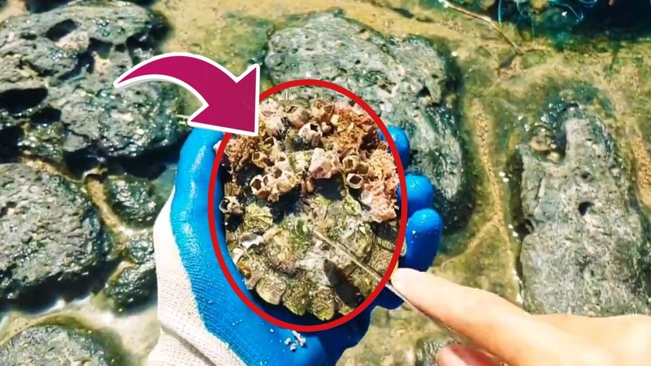 HORRIFIC TRUTH! Ocean Parasites Are DESTROYING Sea Turtles From the Inside Out 