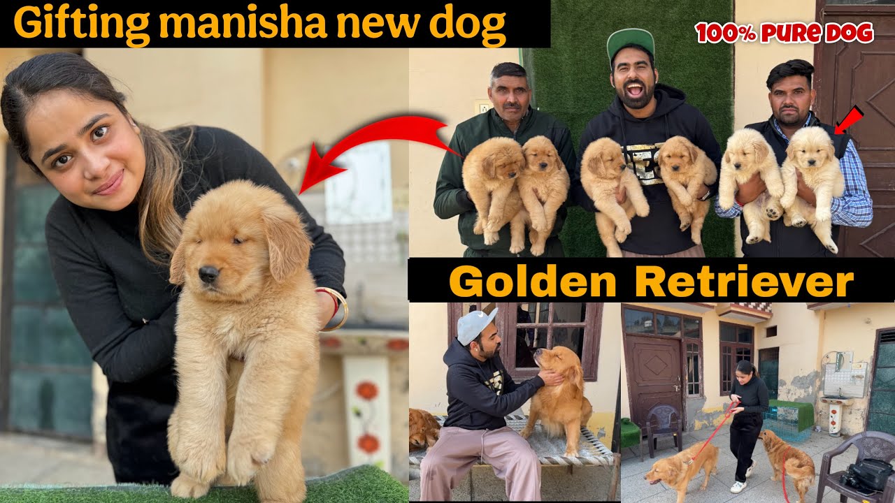 Manisha ko kiya GOLDEN RETRIEVER dog Gift😍 - BIGGEST DOG SHOP IN INDIA🐶