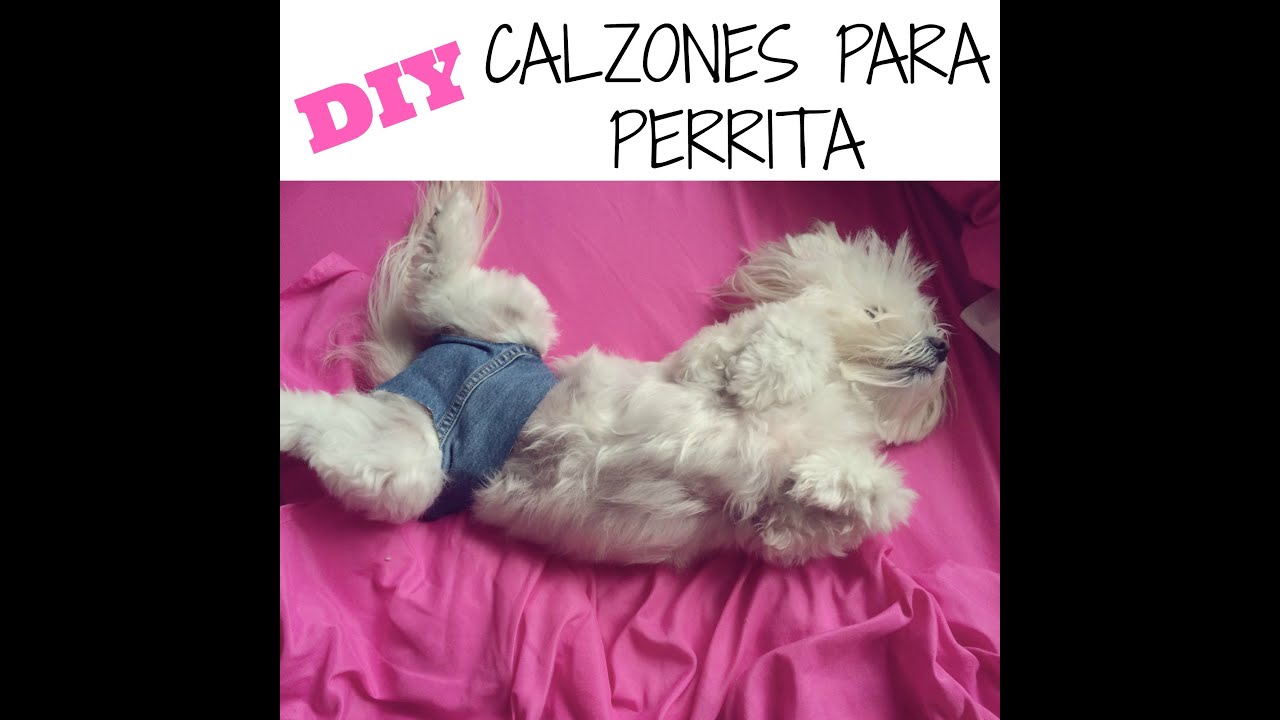 DIY Calzon o Braguitas para Perrita, coton de tulear