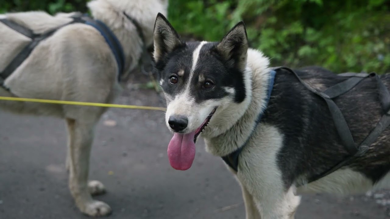 Dog Sled Summer Camp - Juneau, Alaska