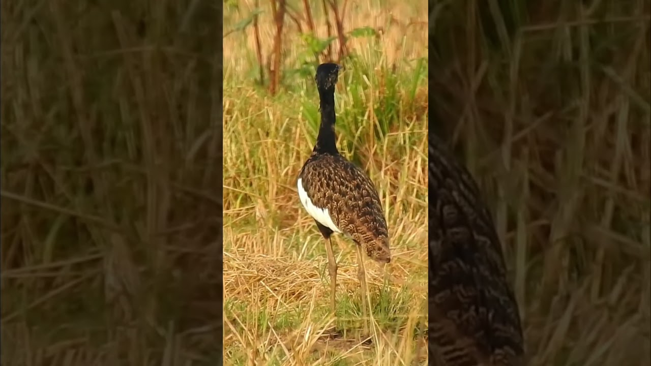 Bengal Florican #shorts #bird #birdphotography #birdwatching #wildlifephotography #cambodia