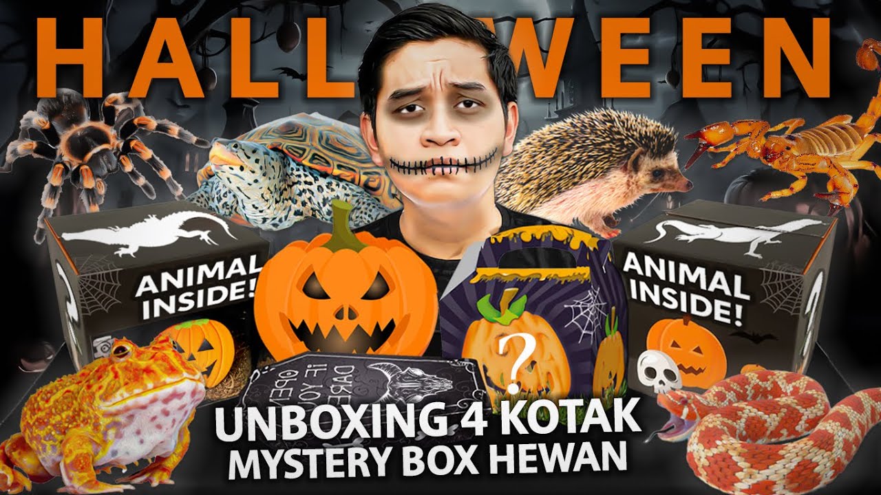 UNBOXING 4 MYSTERY BOX HEWAN SEKALIGUS EDISI HALLOWEEN! JACKPOT PARAH!