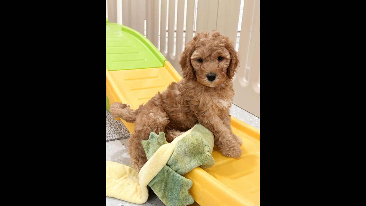 Sunshine Tails / 7 week pup date