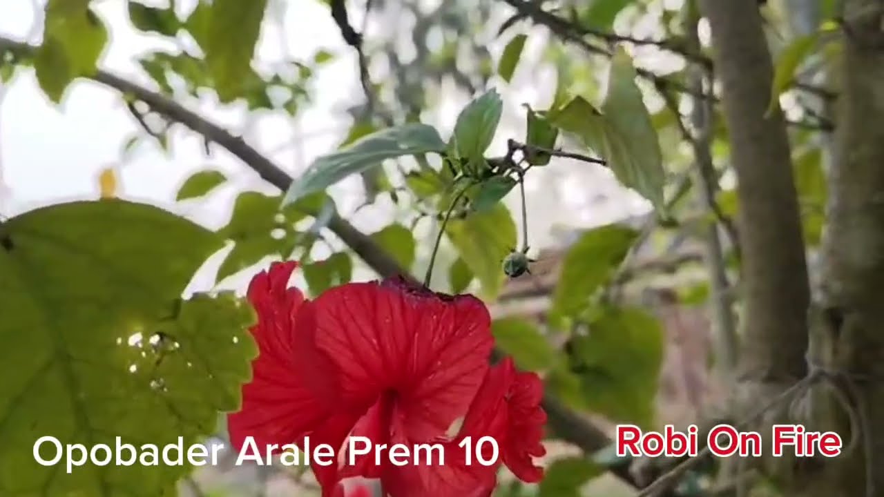 New Golpo: অপবাদের আড়ালে প্রেম (Part-10) Opobader Arale Prem। Robi On Fire