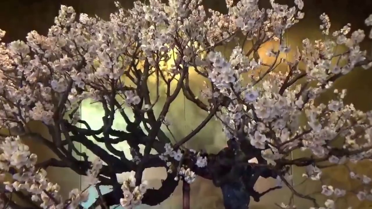 Plum Bonsai show in Japan ! Blossom. UME BON TEN 梅盆展2017 Part 1