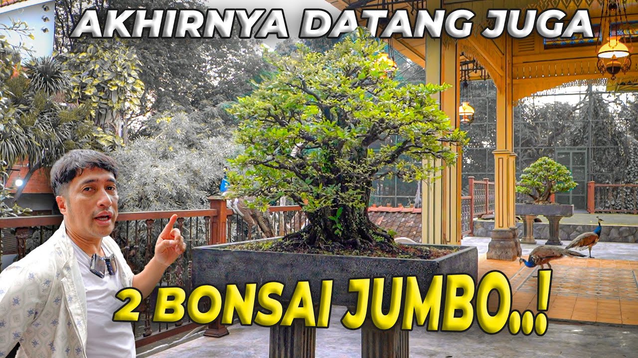 #101 PENDOPO | GARA-GARA 2 POHON BONSAI JUMBO INI, PENDOPO JADI TERLIHAT LEBIH MEWAH..!