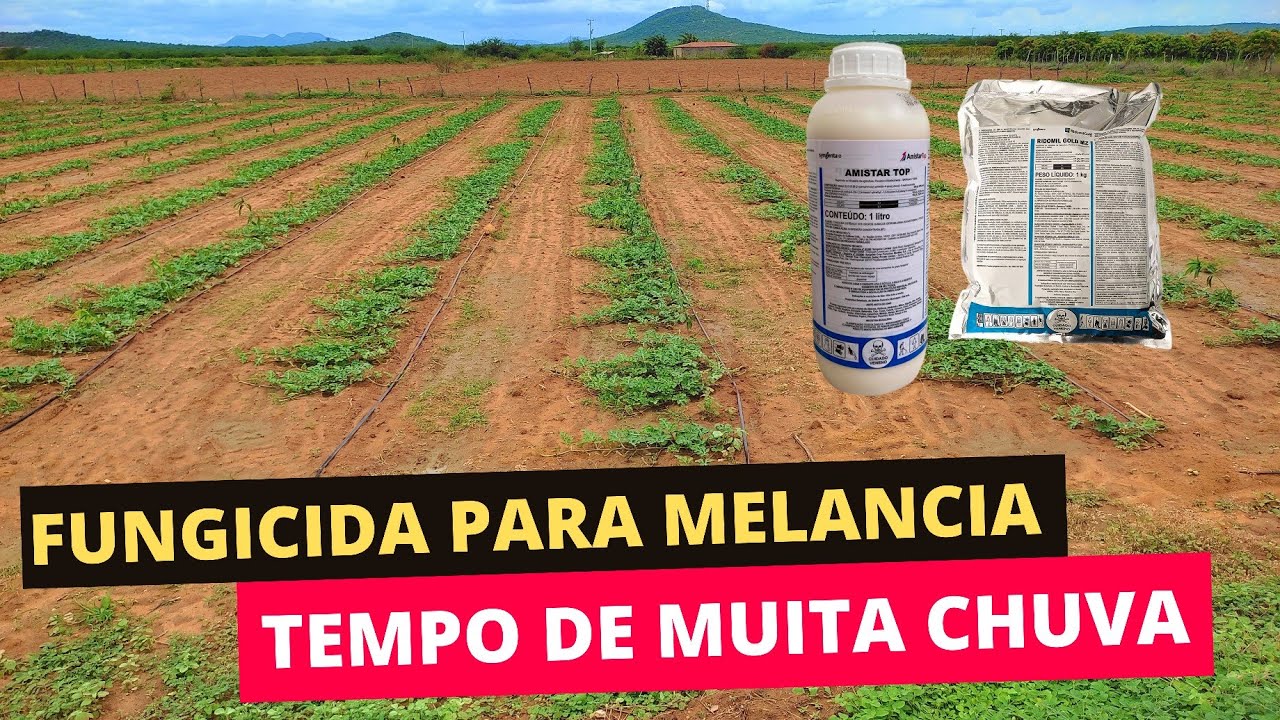 fungicida tempo de chuvas