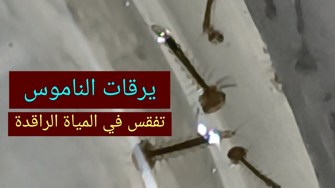 يرقات البعوض - تظهر في المياة الراقدة ومشاتل الأرز