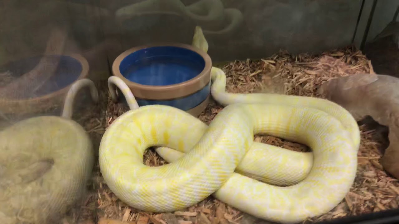 Albino & Sunglow Carpet Pythons