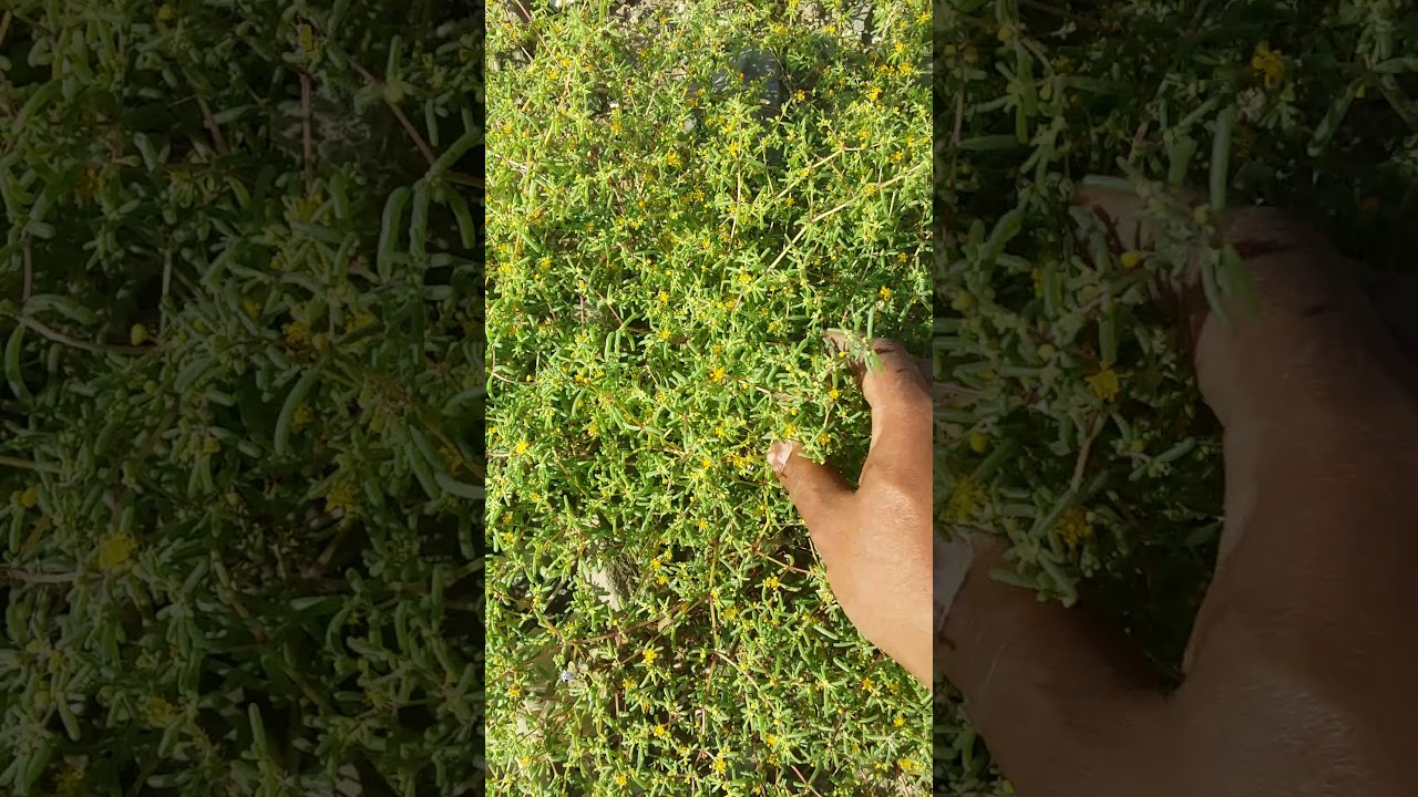 النباتات النحلية والمفيدة للنحل جزء 4