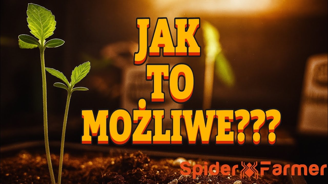 TO SIĘ ZDARZYŁO!!! Dwukrotny wzrost z jednej pestki MARIHUANY(Spider farmer sf1000evo)