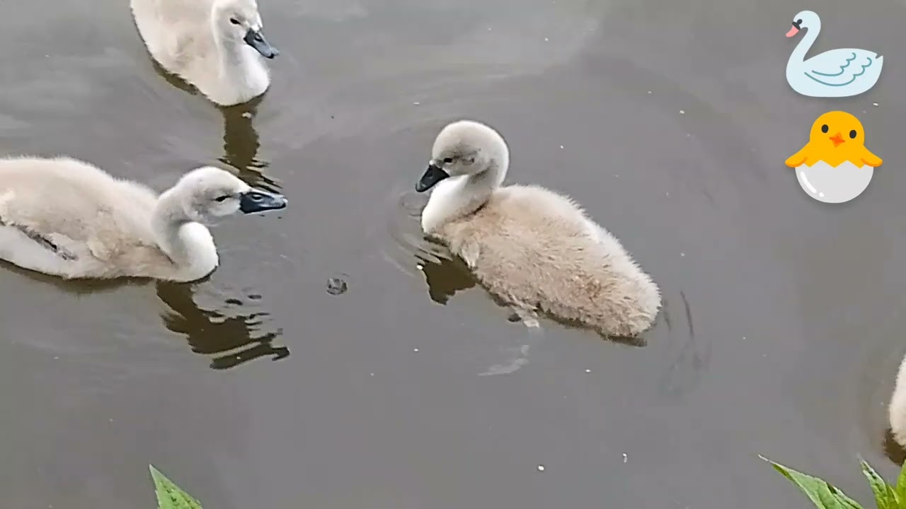 Swan Family & 6 cygnets late May 2025, so cute, the next generation! Lanc UK wild nature countryside