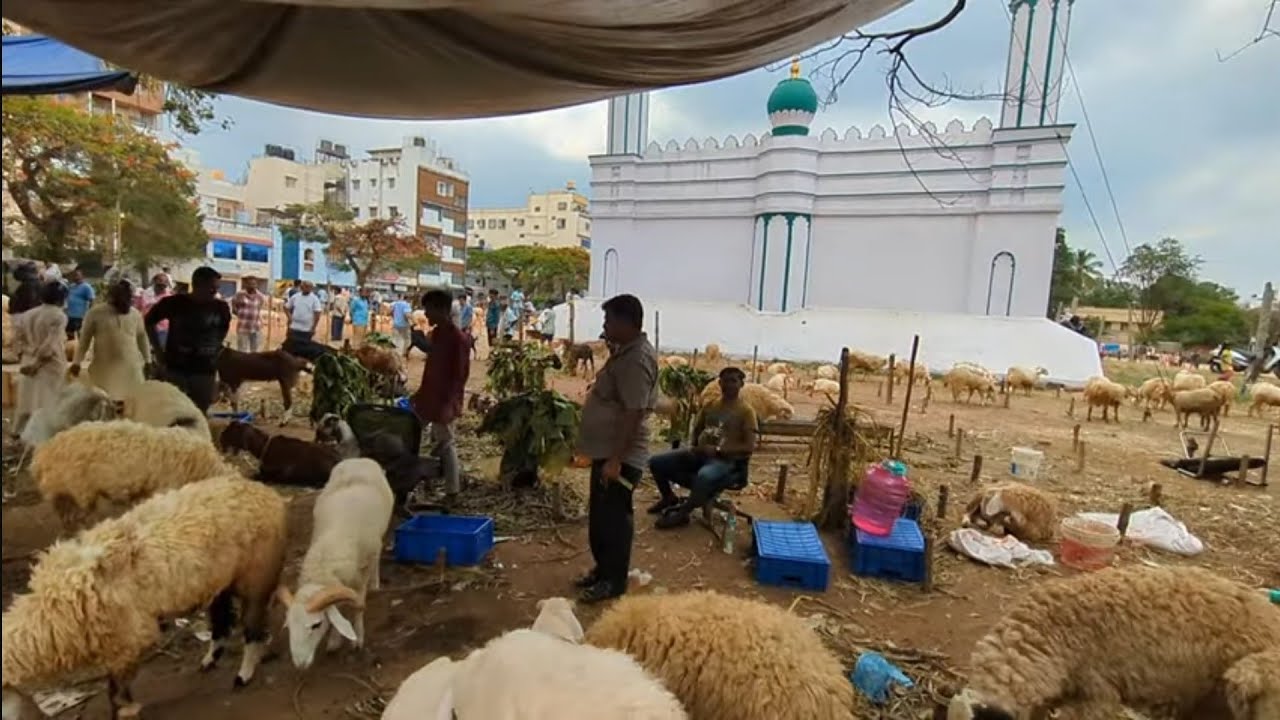 Chamrajpet Bakrid market | Bangalore Eidgah bazaar update 11th May 2025 #amingadsheep #bannursheep