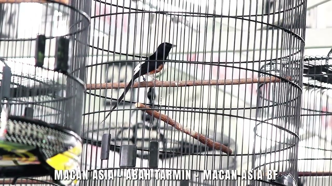 KEBANGKITAN MURAI BATU MACAN ASIA DI USIA KE 15 TAHUN - ABAH TARMIN MACAN ASIA BF