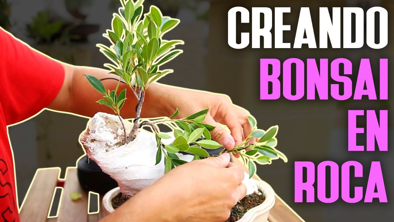 Creando nuevo SÚPER bonsai en Roca - Primer alambrado