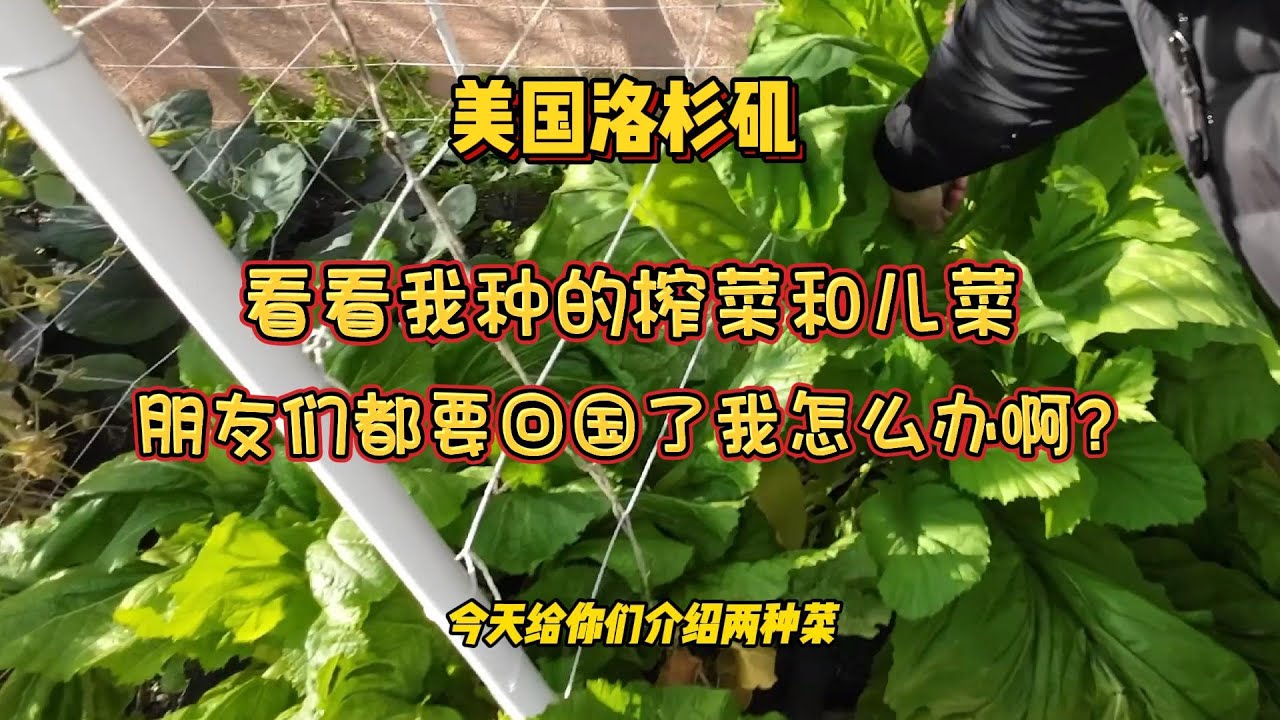 （榨菜和儿菜）看看我种的，朋友们都要回国了我怎么办啊？每天走一圈为回国准备着  【lisavlog 游子记】