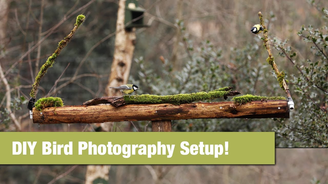DIY Bird Photography Setup for Stunning Instagram Shots!