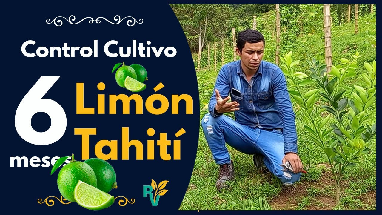 🍋 Limón Tahití 👉 [como hacer un buen CONTROL] a cultivo de 🌱 6 meses de establecido
