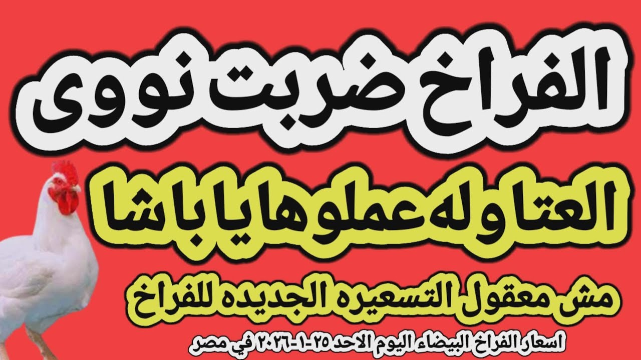 اسعار الفراخ البيضاء اليوم/ سعر الفراخ البيضاء اليوم الاحد ٢٥-١-٢٠٢٦ في مصر جمله وقطاعي
