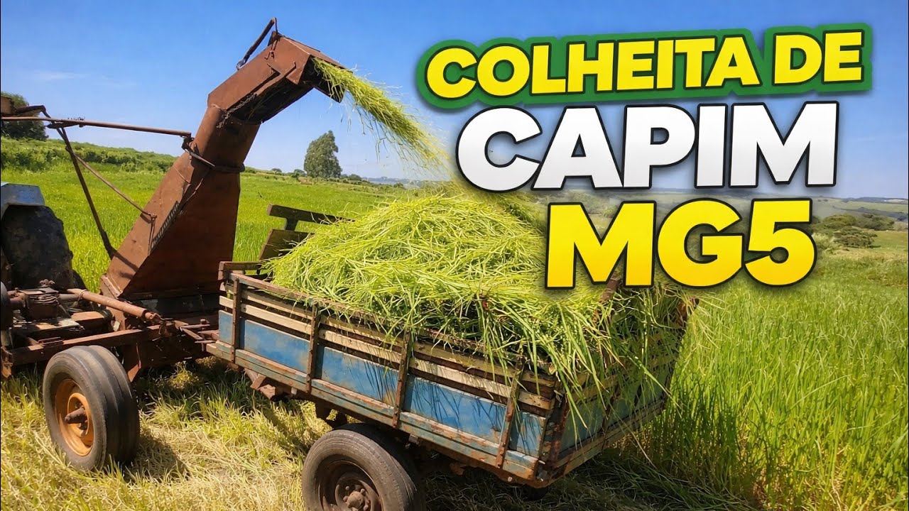 ✅️Quase a maquina nao aguentou🚜