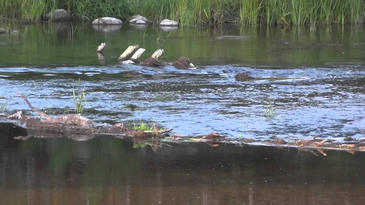 Wkra - kamienie pod kładką w Kosewku