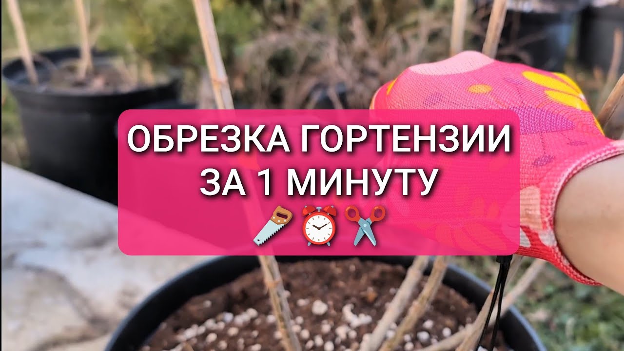 ОБРЕЗКА ГОРТЕНЗИИ ЗА 1 МИНУТУ #обрезкагортензии #гортензияуход #какобрезатьгортензию