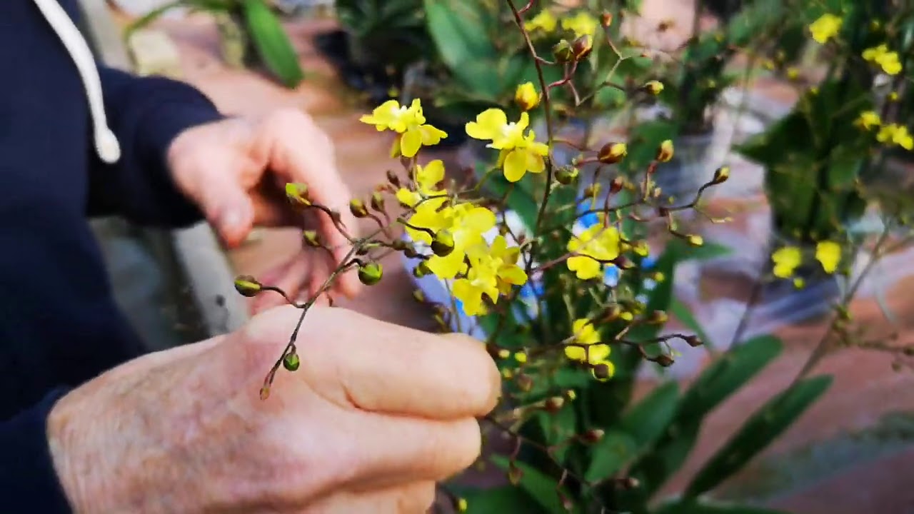 spettacolare orchidea invernale: Oncidium Lemon Surprise, gran profusione di orchideine gialle
