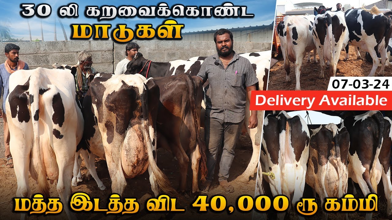 30 லி கறவைக்கொண்ட மாடுகள் | மத்த இடத்த விட 40,000 ரூ கம்மி#farmingbusiness #cowmarket