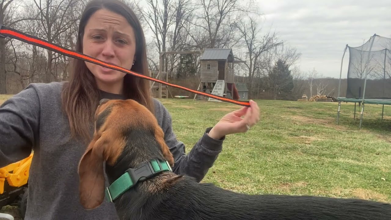 Review of HKZOOI Dog Training Collar, 2 Receiver IPX7 Waterproof Shock Collars