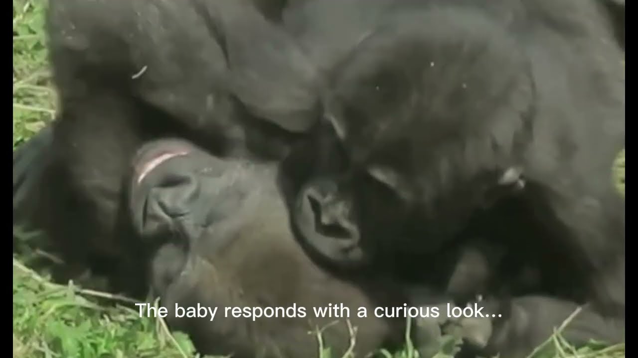A Baby Gorilla’s Funniest Day With Family