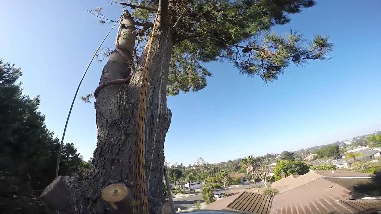 Pine tree removal 50ft