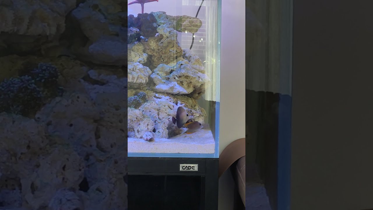 tomini and scoaps tang