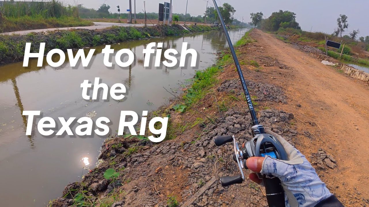 how to fish the texas rig วิธีการตกปลาด้วยอุปกรณ์ เท็กซัสริก(หมายข้างทาง)