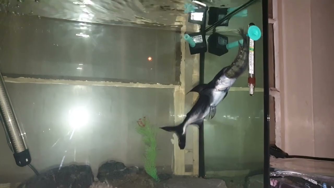 KÖPEK BALIĞI AFFETMEZ paroon shark eating Tilapia 1 