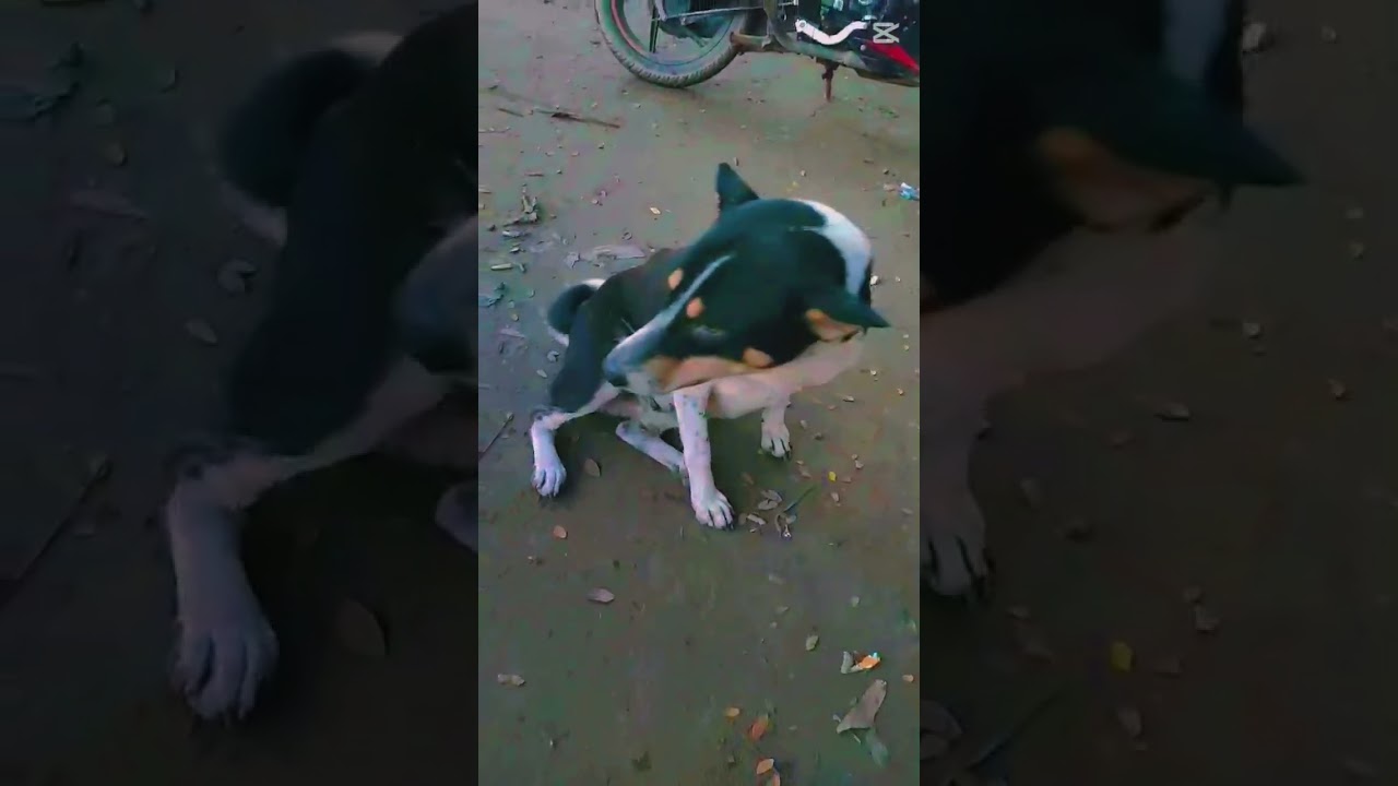 Native Dog 