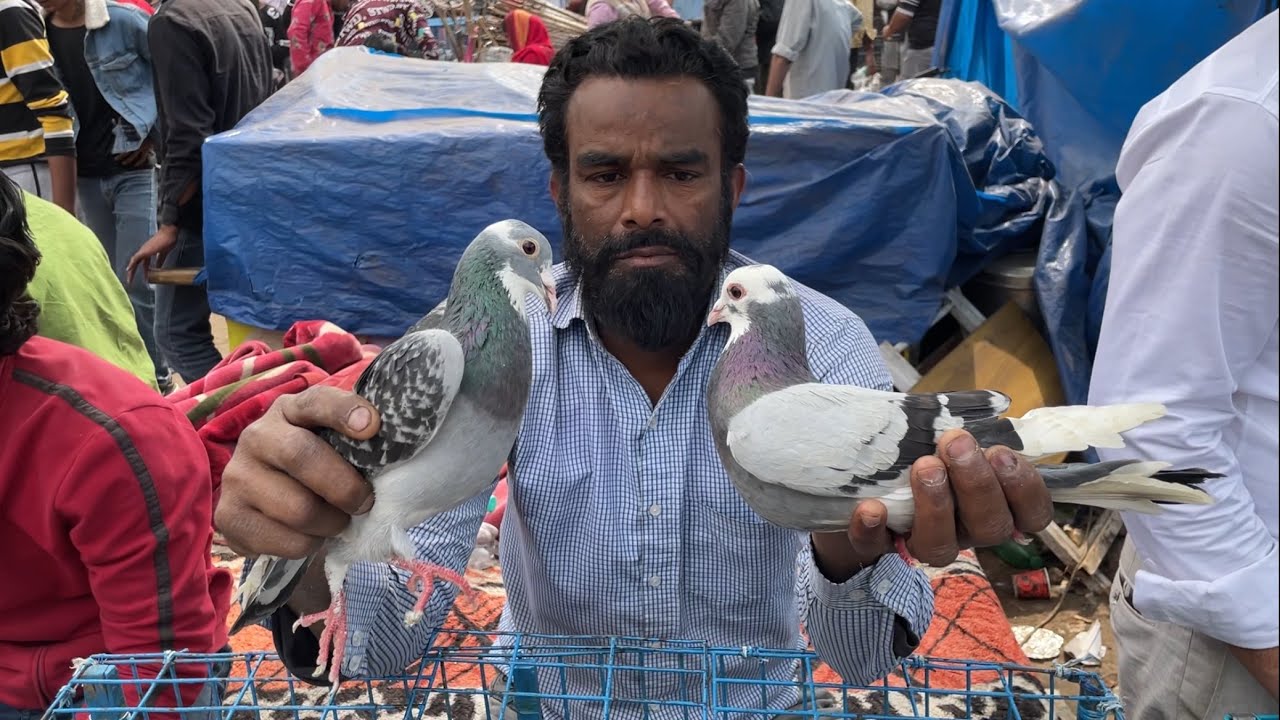 jama masjid kabootar market delhi 25/02/2024 kabutar market Delhi white pigeons
