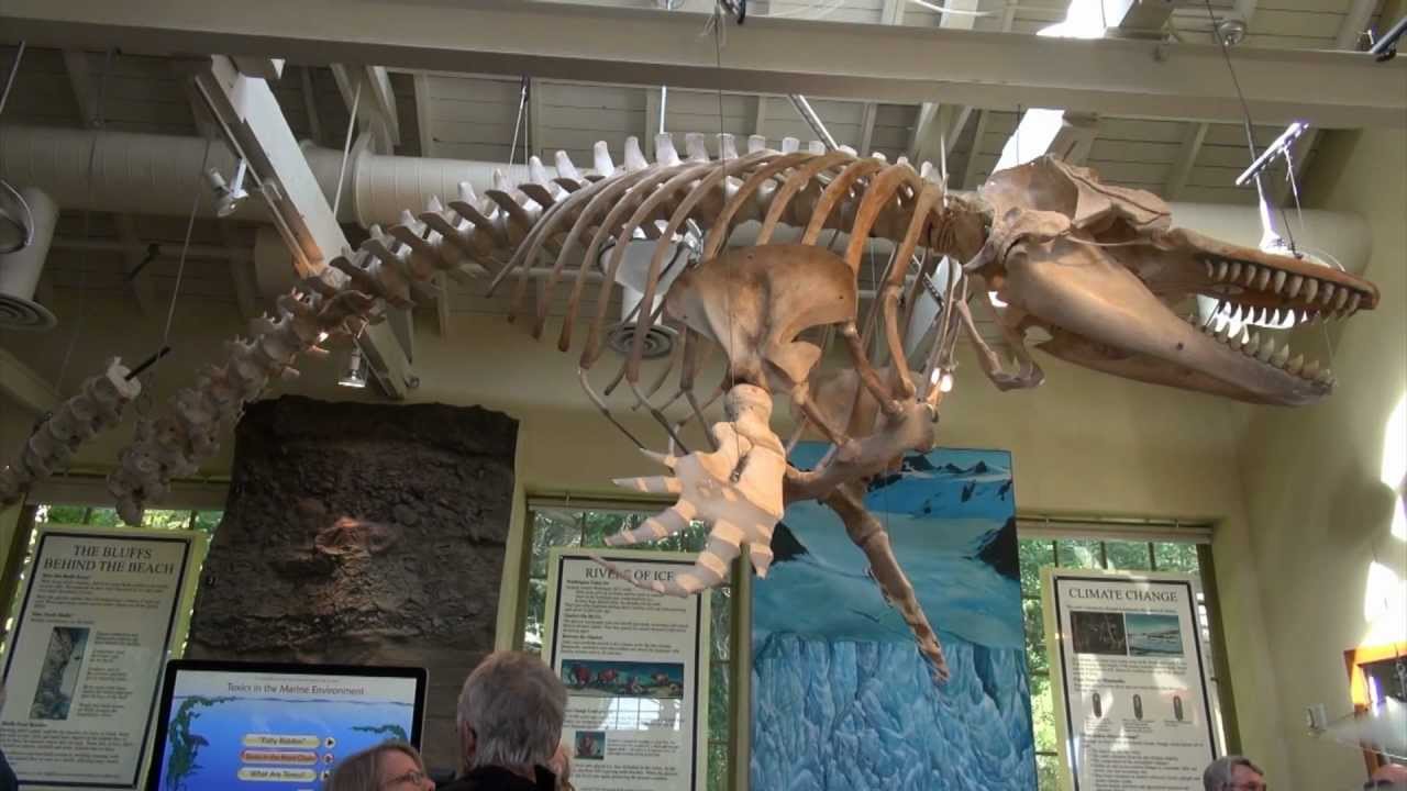 Port Townsend Marine Science Center Orca Exhibit