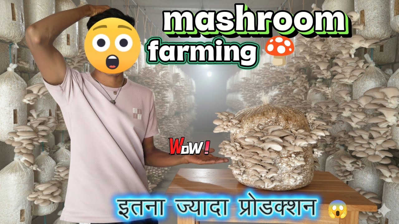 ओयस्टर मशरूम का खतरनाक प्रोडक्शन 😱 पर बैग 2 kg+ प्रोडक्शन ❗ mashroom farming 🍄 #farming #mushroom #